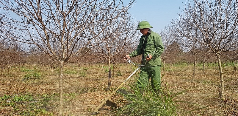 thanh hoa do xo ve vung dao phai van son