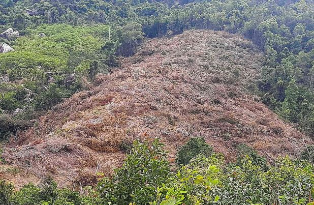 khanh hoa can canh rung nui da hang bi triet ha khong thuong tiec