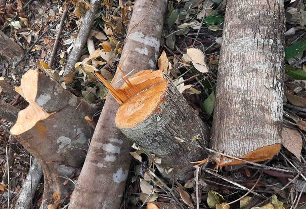 khanh hoa can canh rung nui da hang bi triet ha khong thuong tiec