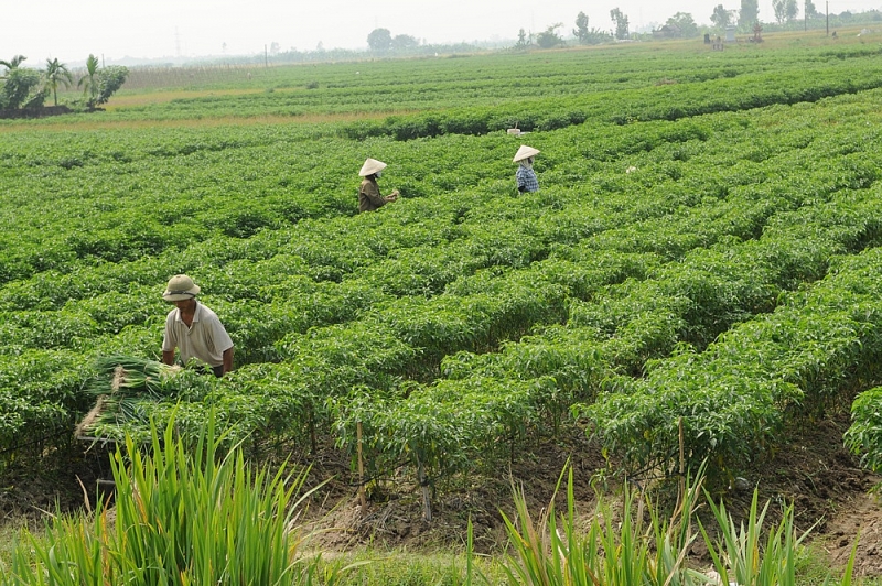 thai binh dat van hoa van hien yeu nuoc cach mang