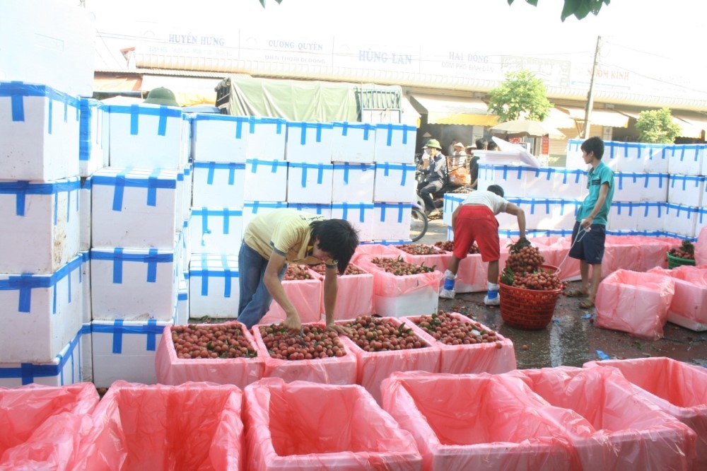 Bắc Giang: Đề xuất cách ly thương nhân Trung Quốc đến thu mua vải thiều