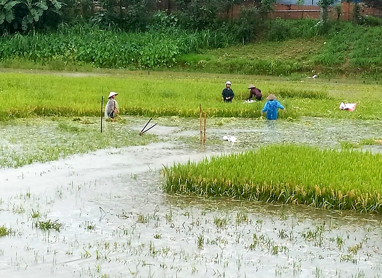 phu tho mua dong keo dai anh huong den cuoc song cua nguoi dan