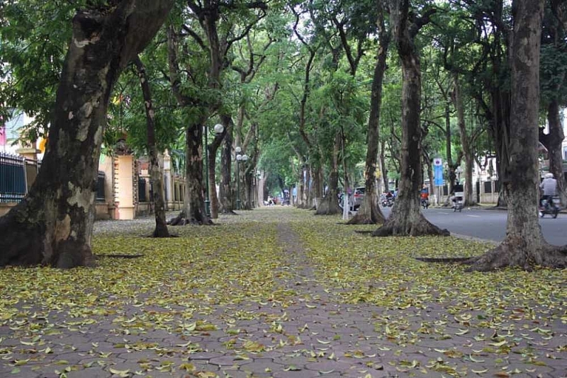 ha noi mua la rot tren vai